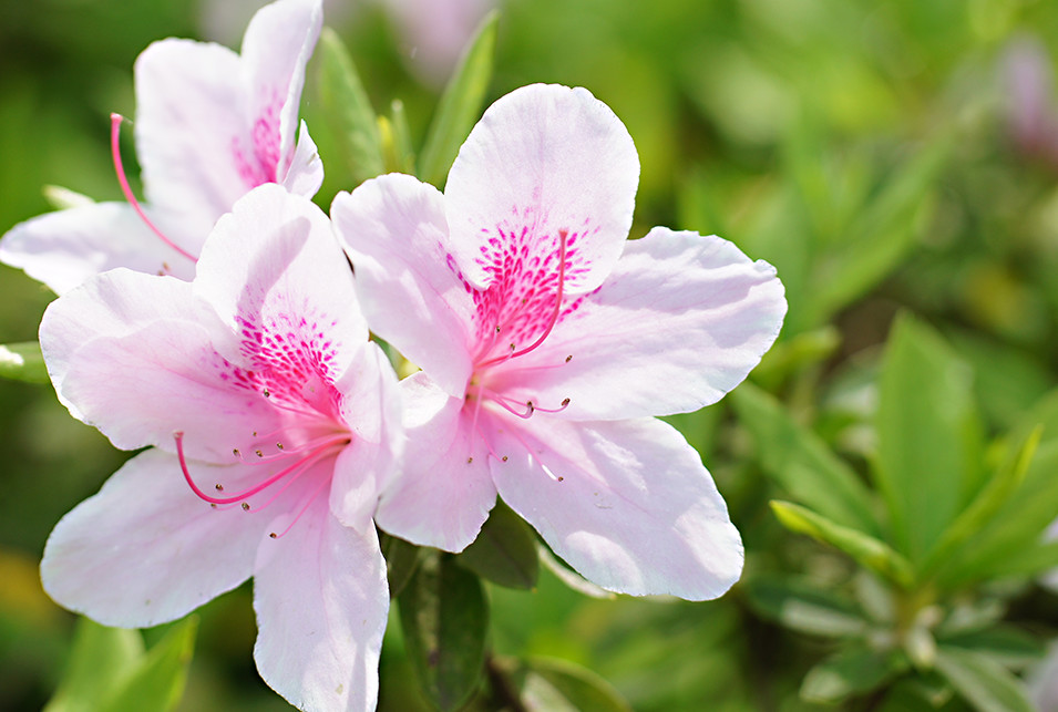 Od5F4qSDfT93VMawiDxyn1fphswDsF