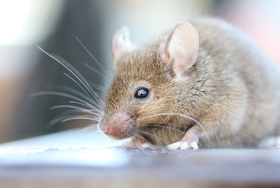ネズミは1匹いたら何匹いる？～放置すると増殖するネズミの対処