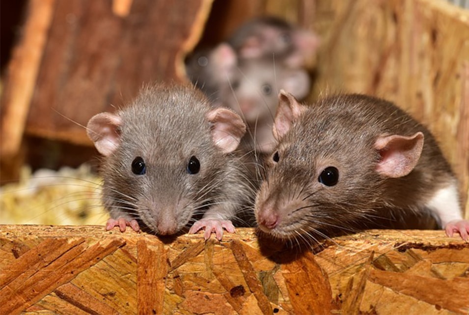 ネズミは1匹いたら何匹いる？～放置すると増殖するネズミの対処