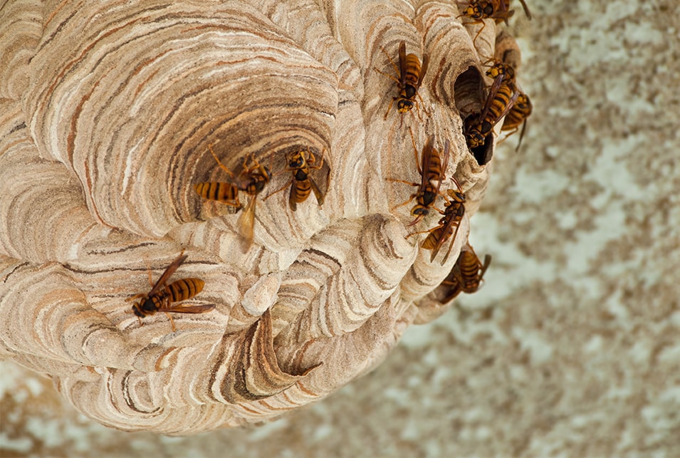 オオスズメバチの駆除方法～巣の場所特定から退治のやり方まで紹介